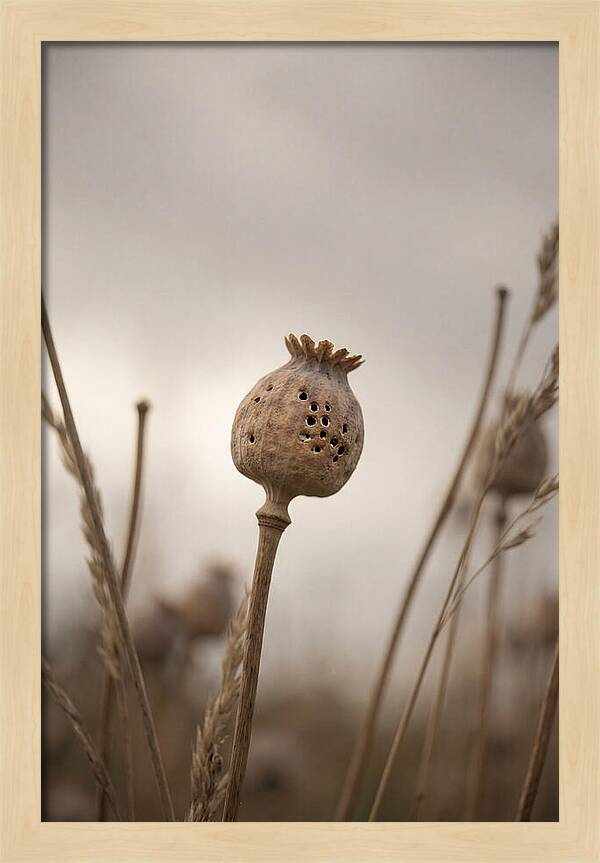 Dried Poppy Head Serenity