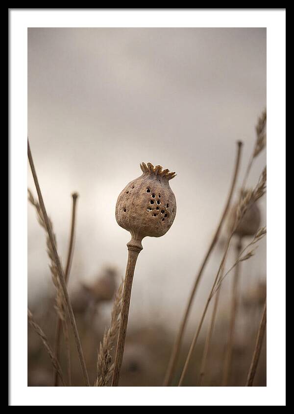 Dried Poppy Head Serenity