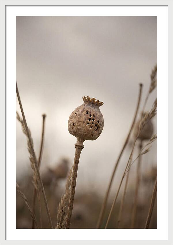Dried Poppy Head Serenity