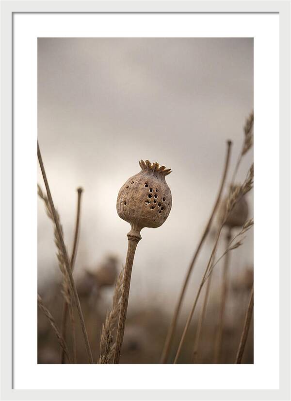 Dried Poppy Head Serenity