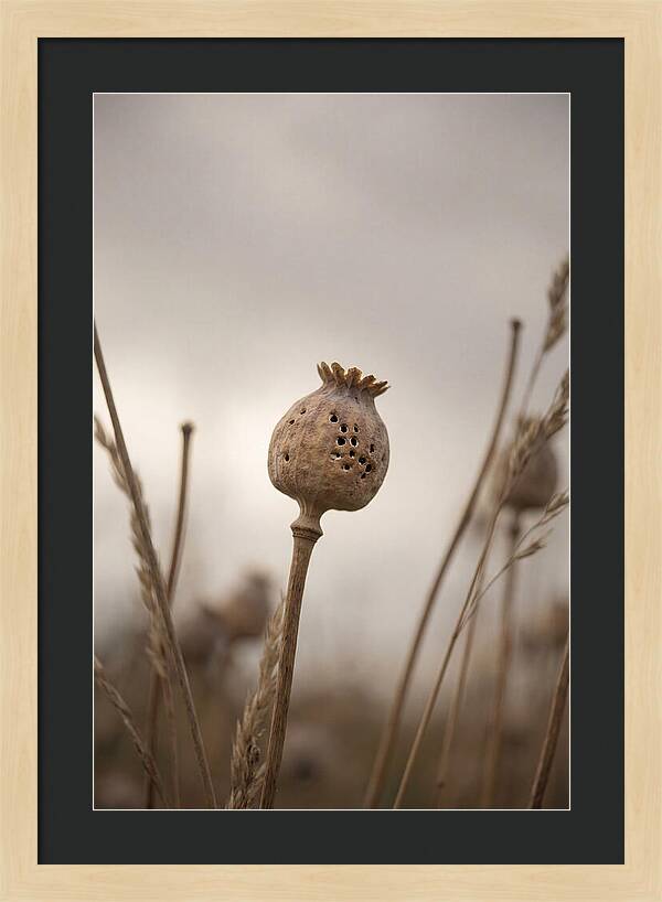 Dried Poppy Head Serenity