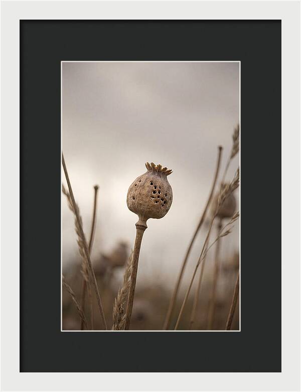 Dried Poppy Head Serenity