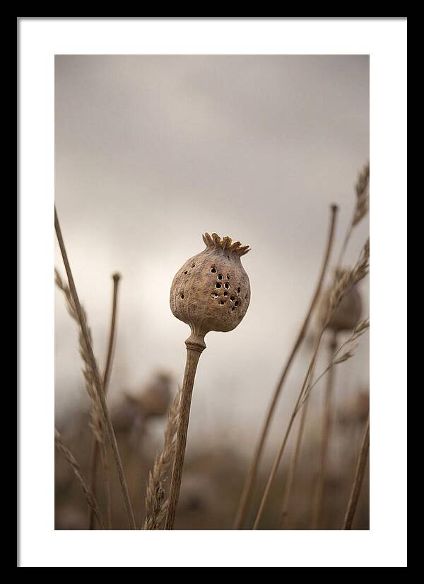 Dried Poppy Head Serenity
