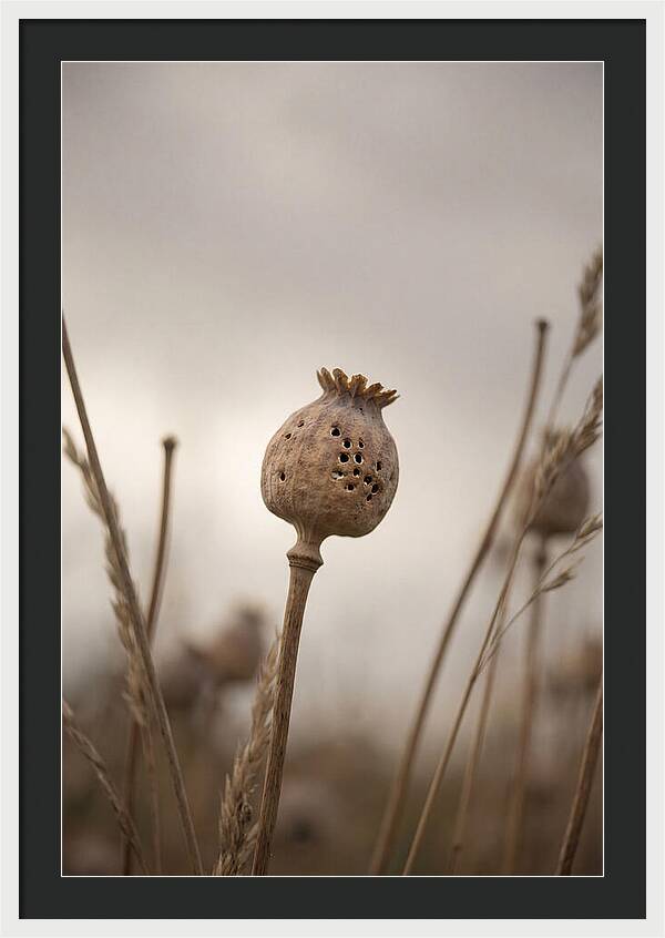 Dried Poppy Head Serenity