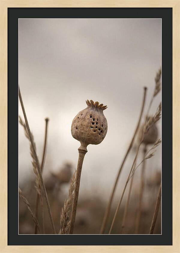 Dried Poppy Head Serenity