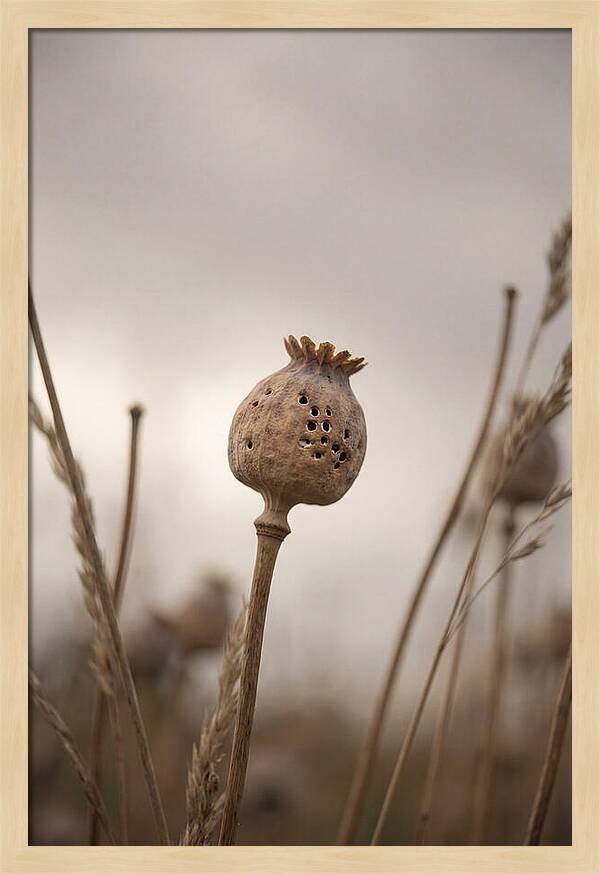 Dried Poppy Head Serenity