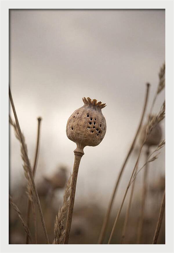 Dried Poppy Head Serenity