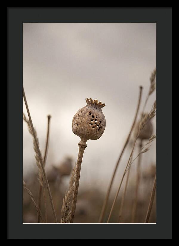 Dried Poppy Head Serenity