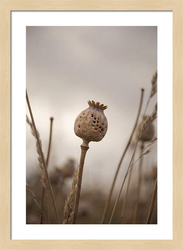 Dried Poppy Head Serenity