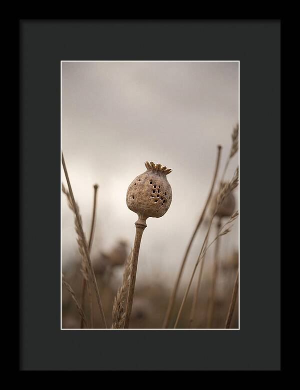 Dried Poppy Head Serenity