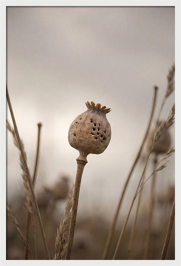 Dried Poppy Head Serenity