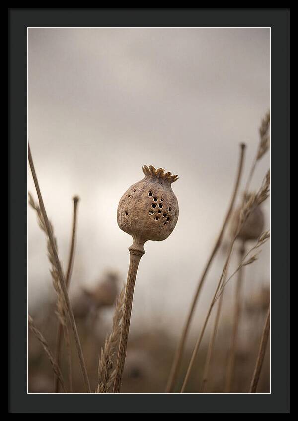 Dried Poppy Head Serenity