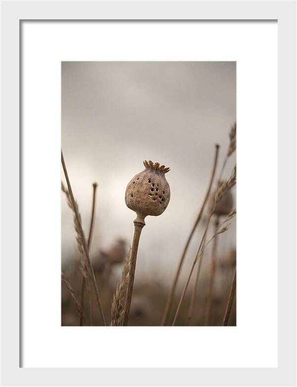 Dried Poppy Head Serenity