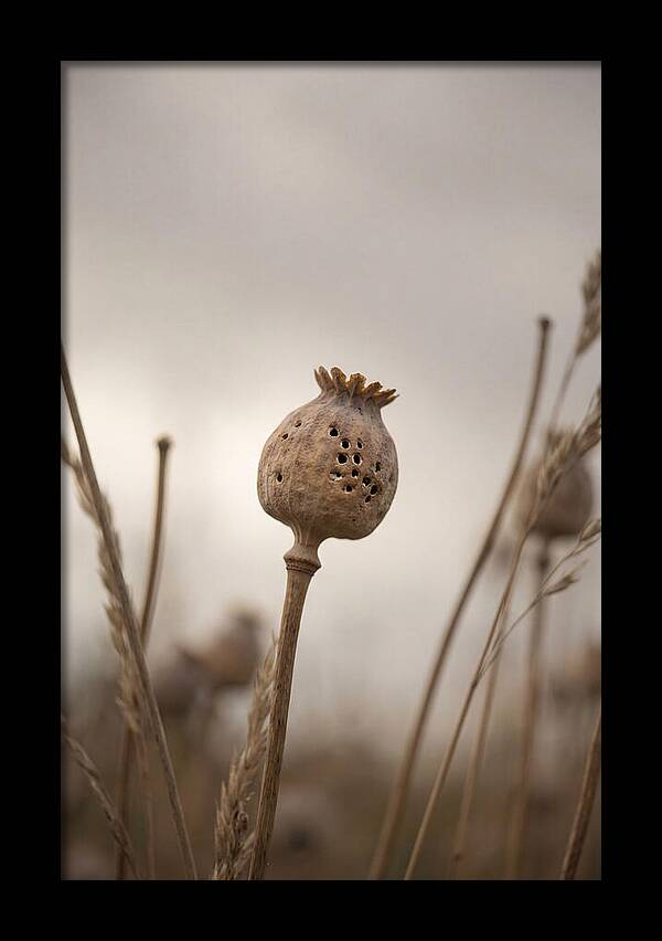 Dried Poppy Head Serenity