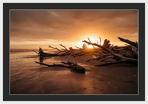 Driftwood At Sunset