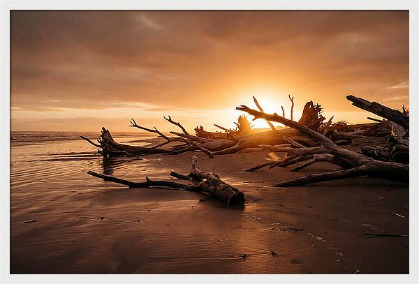 Driftwood At Sunset