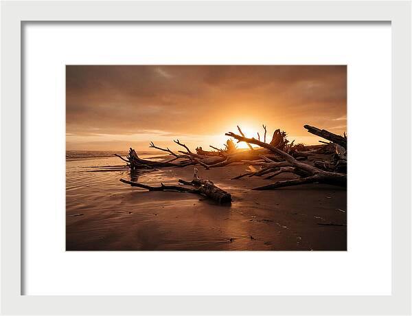 Driftwood At Sunset