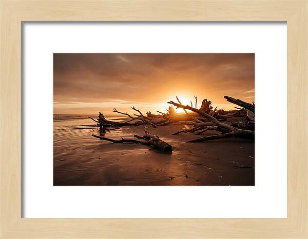 Driftwood At Sunset