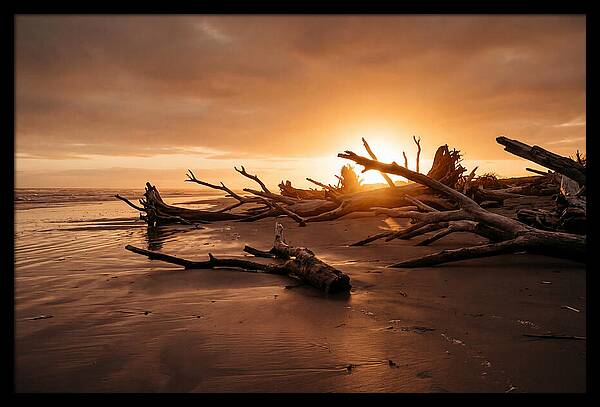 Driftwood At Sunset