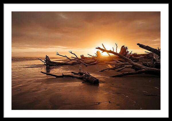 Driftwood At Sunset