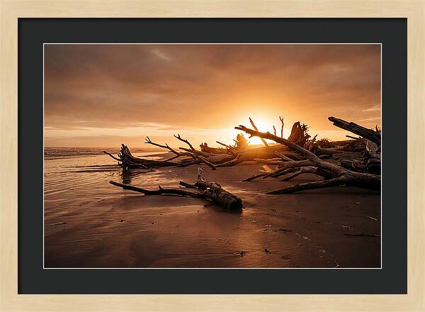 Driftwood At Sunset