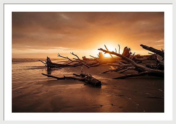 Driftwood At Sunset