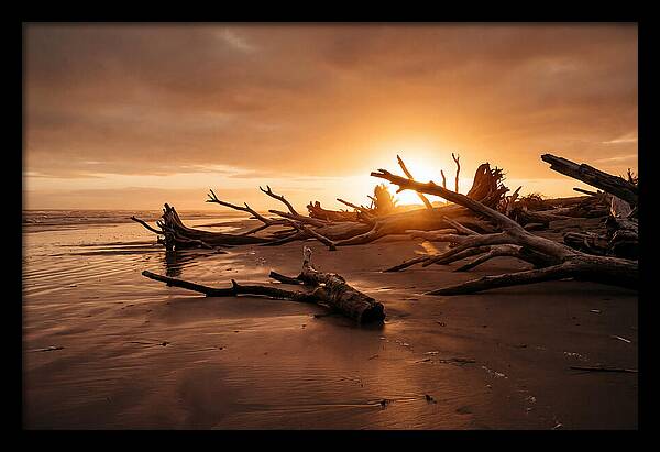 Driftwood At Sunset