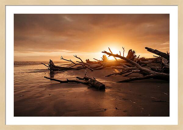 Driftwood At Sunset