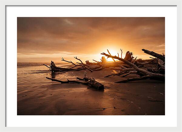 Driftwood At Sunset