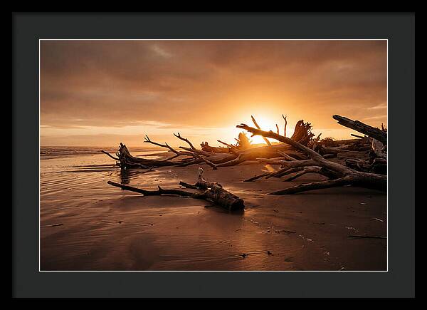 Driftwood At Sunset