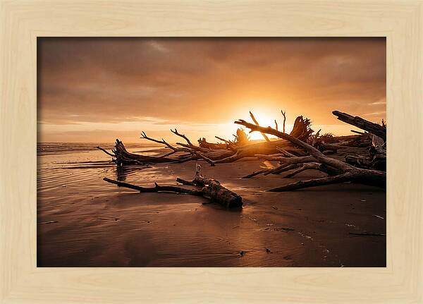 Driftwood At Sunset
