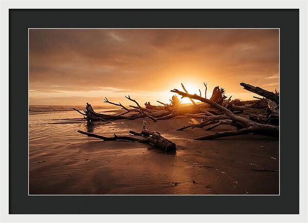 Driftwood At Sunset