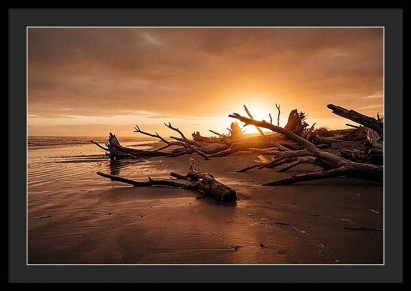 Driftwood At Sunset
