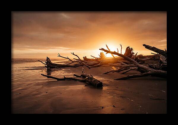 Driftwood At Sunset