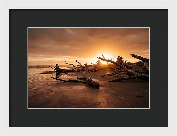 Driftwood At Sunset