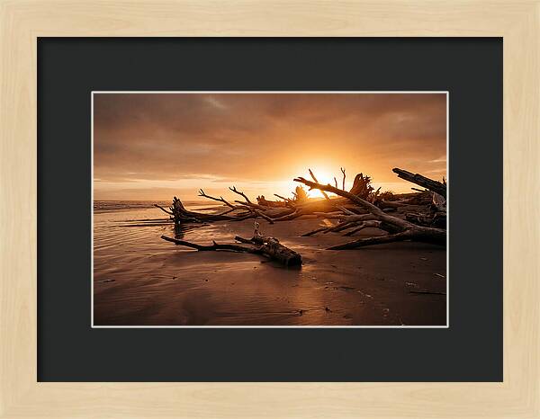 Driftwood At Sunset