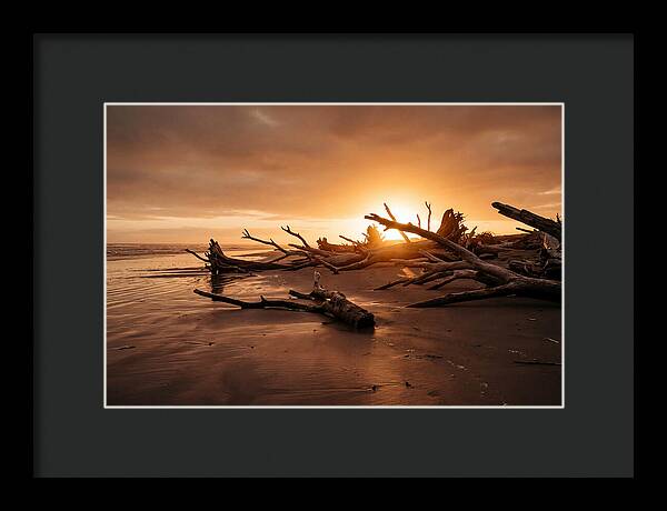 Driftwood At Sunset