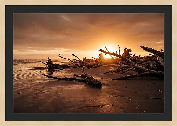 Driftwood At Sunset