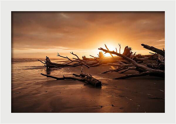 Driftwood At Sunset