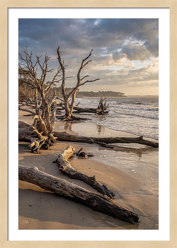 Driftwood Beach Serenity