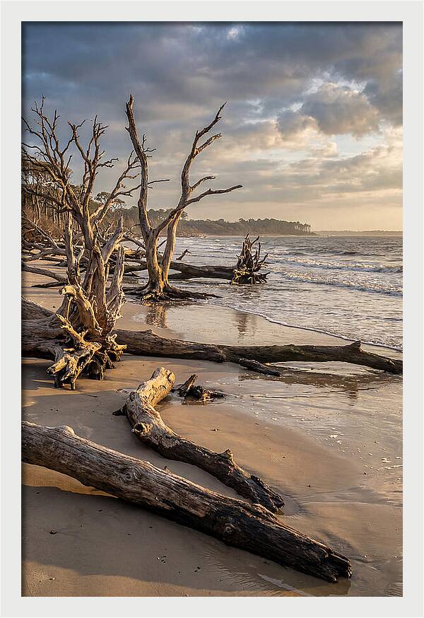Driftwood Beach Serenity