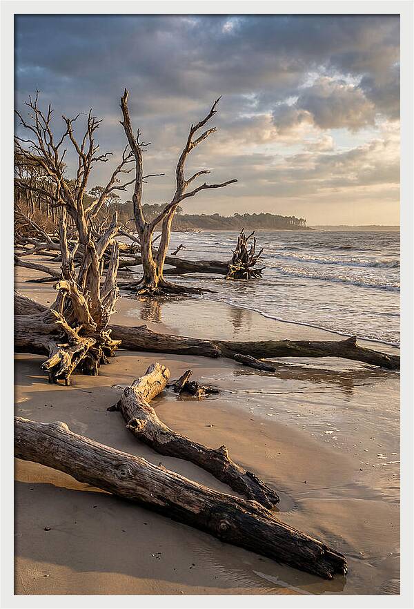 Driftwood Beach Serenity