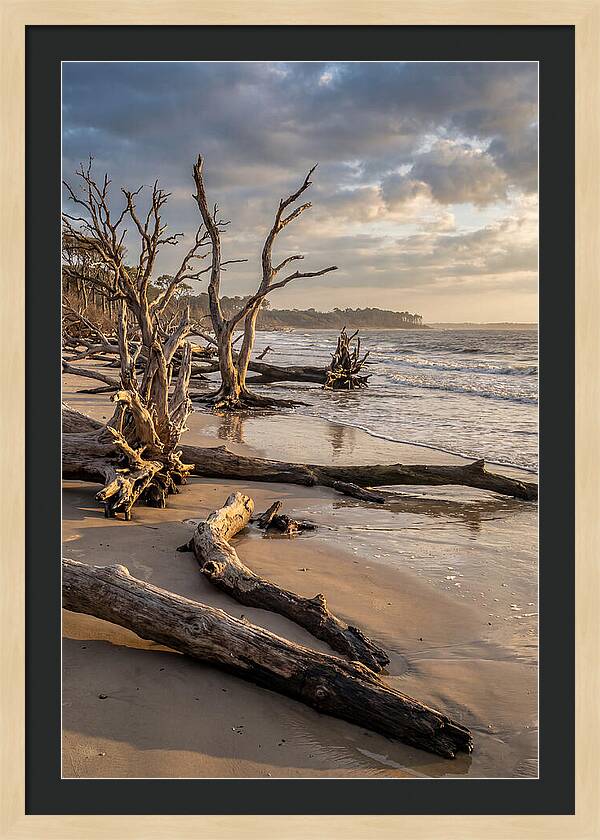 Driftwood Beach Serenity