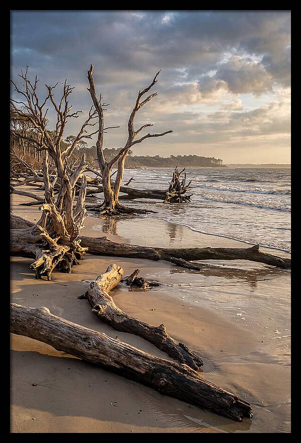 Driftwood Beach Serenity