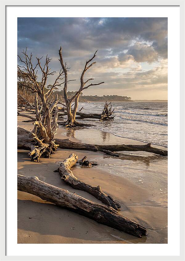 Driftwood Beach Serenity