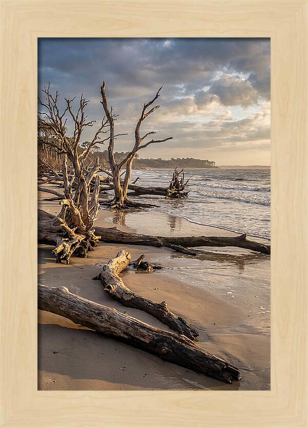 Driftwood Beach Serenity