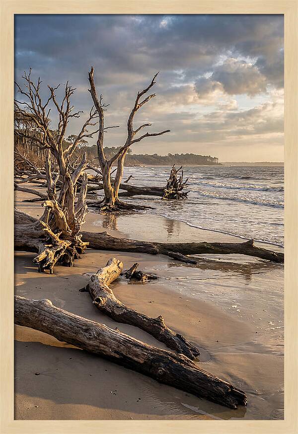 Driftwood Beach Serenity