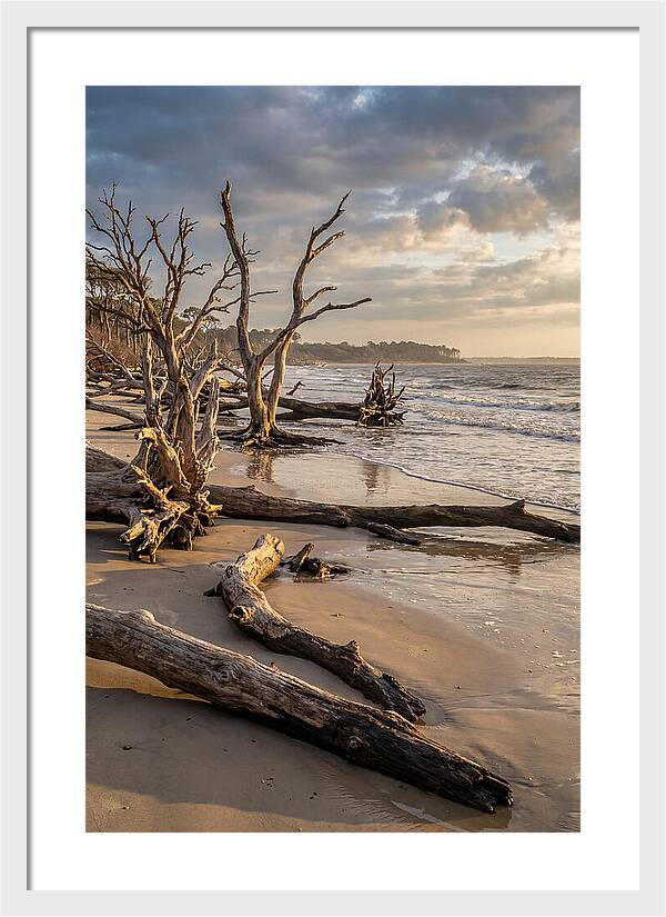 Driftwood Beach Serenity