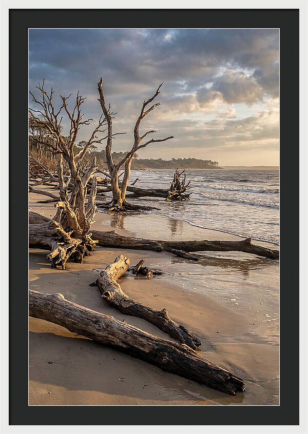 Driftwood Beach Serenity