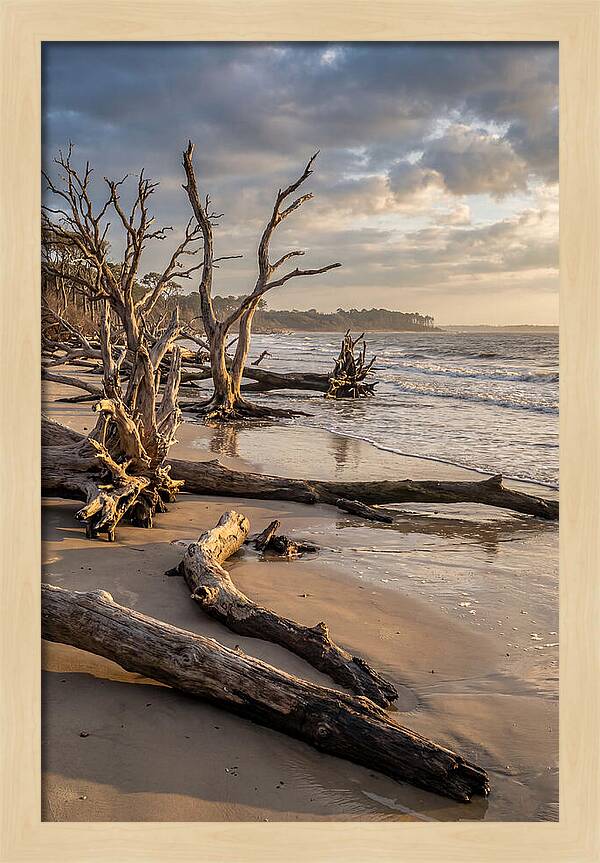 Driftwood Beach Serenity